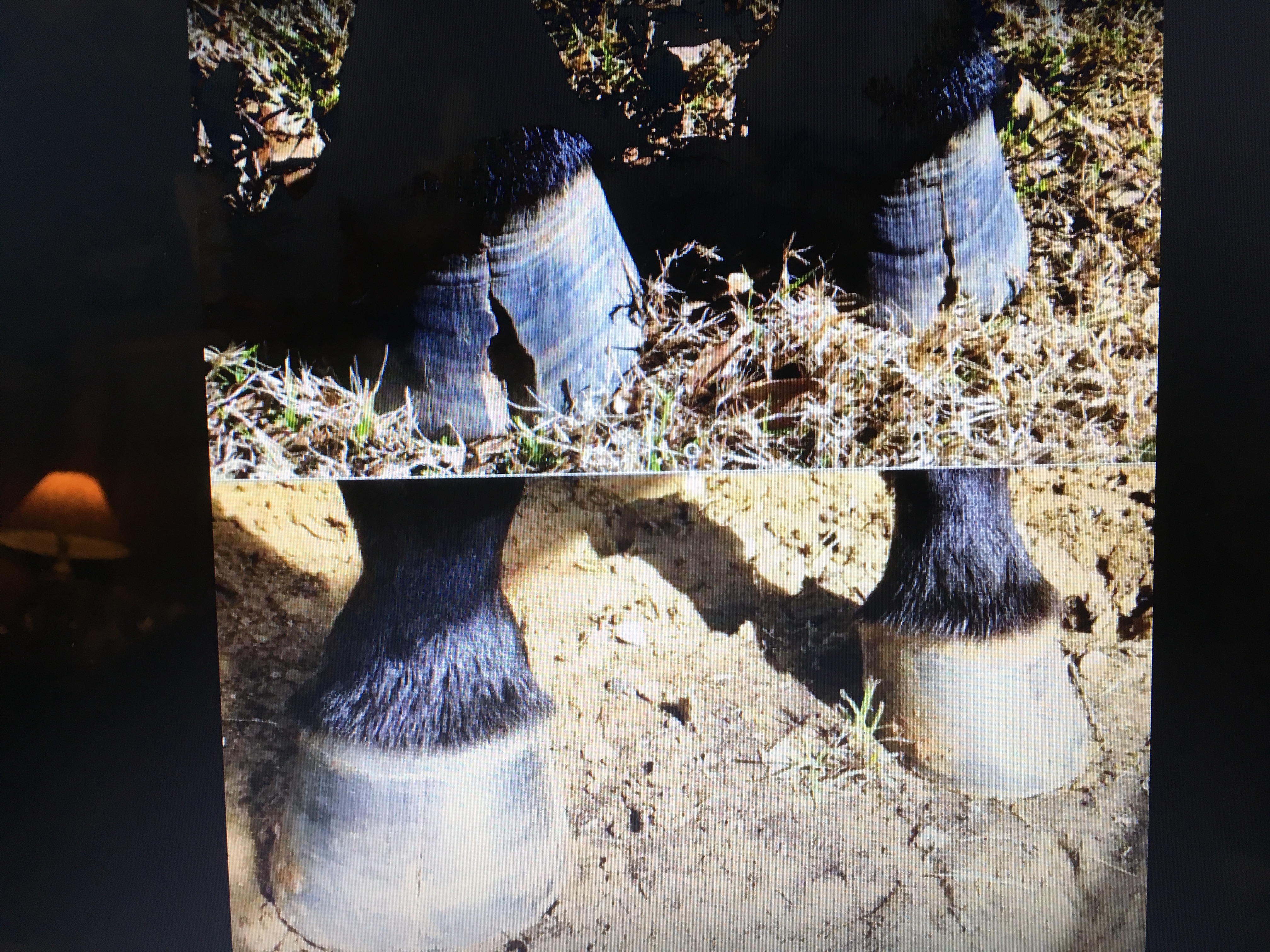 Images of Pony Hooves